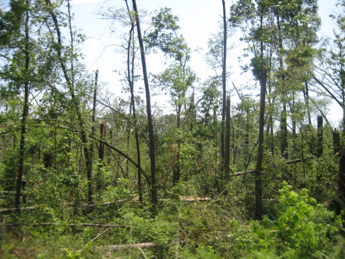 Damage to Trees along Browns Valley Road and Creek Path Road