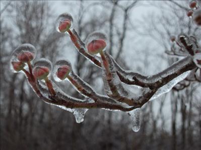 An icy tree branch in Madison County on January 29, 2010
