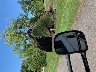 Large tree uprooted near Oswego, KS