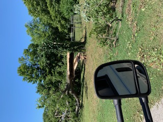 Large tree snapped near Oswego, KS