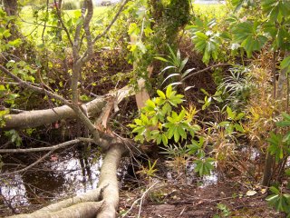 Storm Damage photo