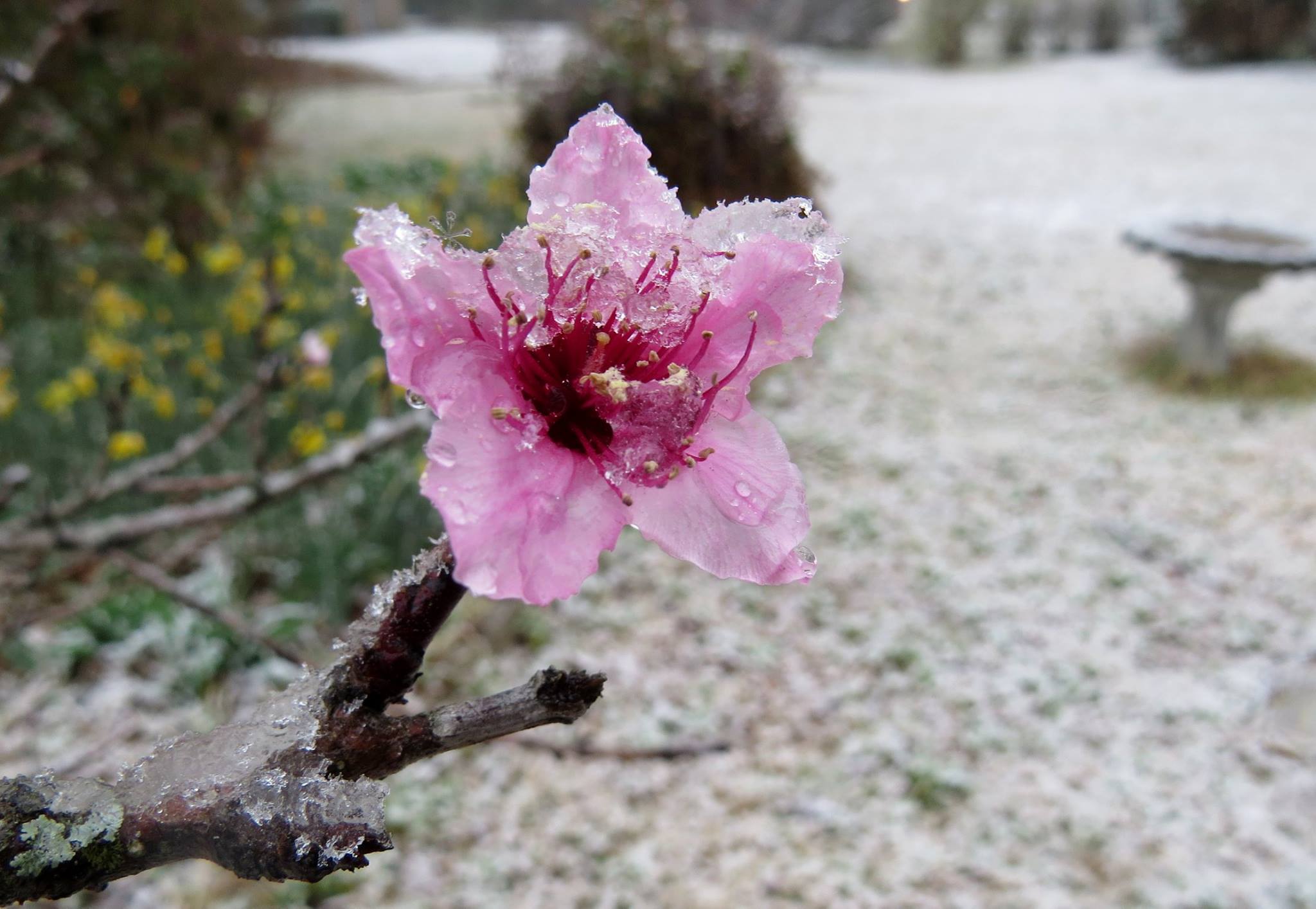 Very warm weather in January and February meant many trees and bushes were blooming two weeks or more earlier than normal.  This peach tree was damaged by a hard freeze just a few nights after this picture was taken.