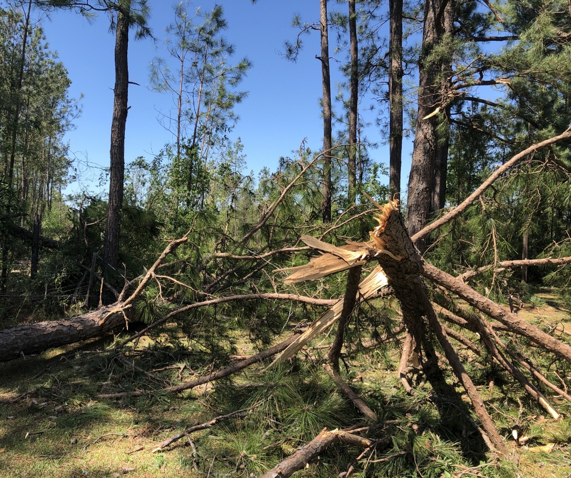 Tornadic damage to trees along Garrison Road in the Graves community of Georgetown County. 