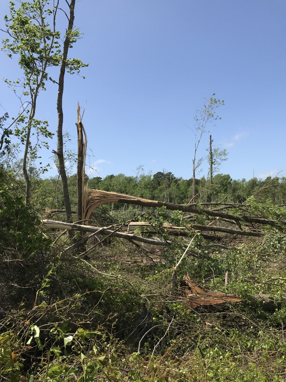 Extensive damage to trees along Stag Park Road in Pender County.
