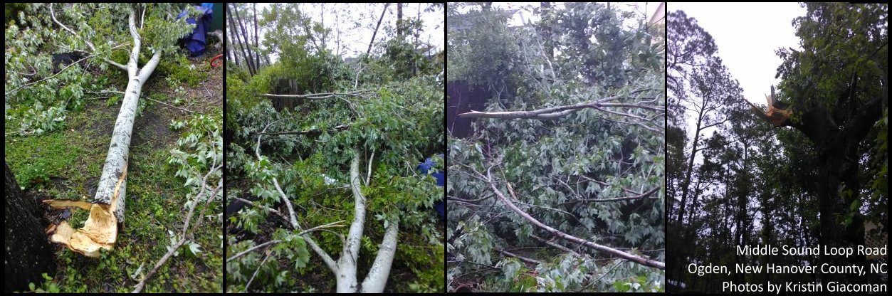 Photos of wind damage to trees along Middle Sound Loop Road in Ogden, NC