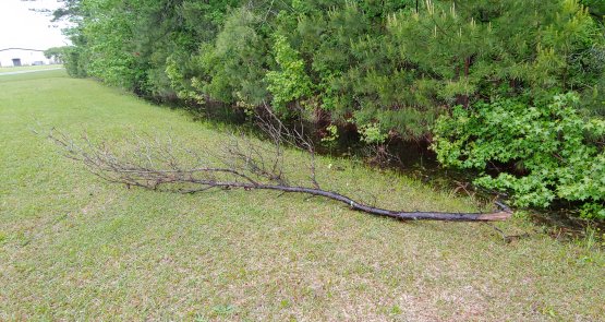 A dead tree limb fallen near the NWS office in Wilmington