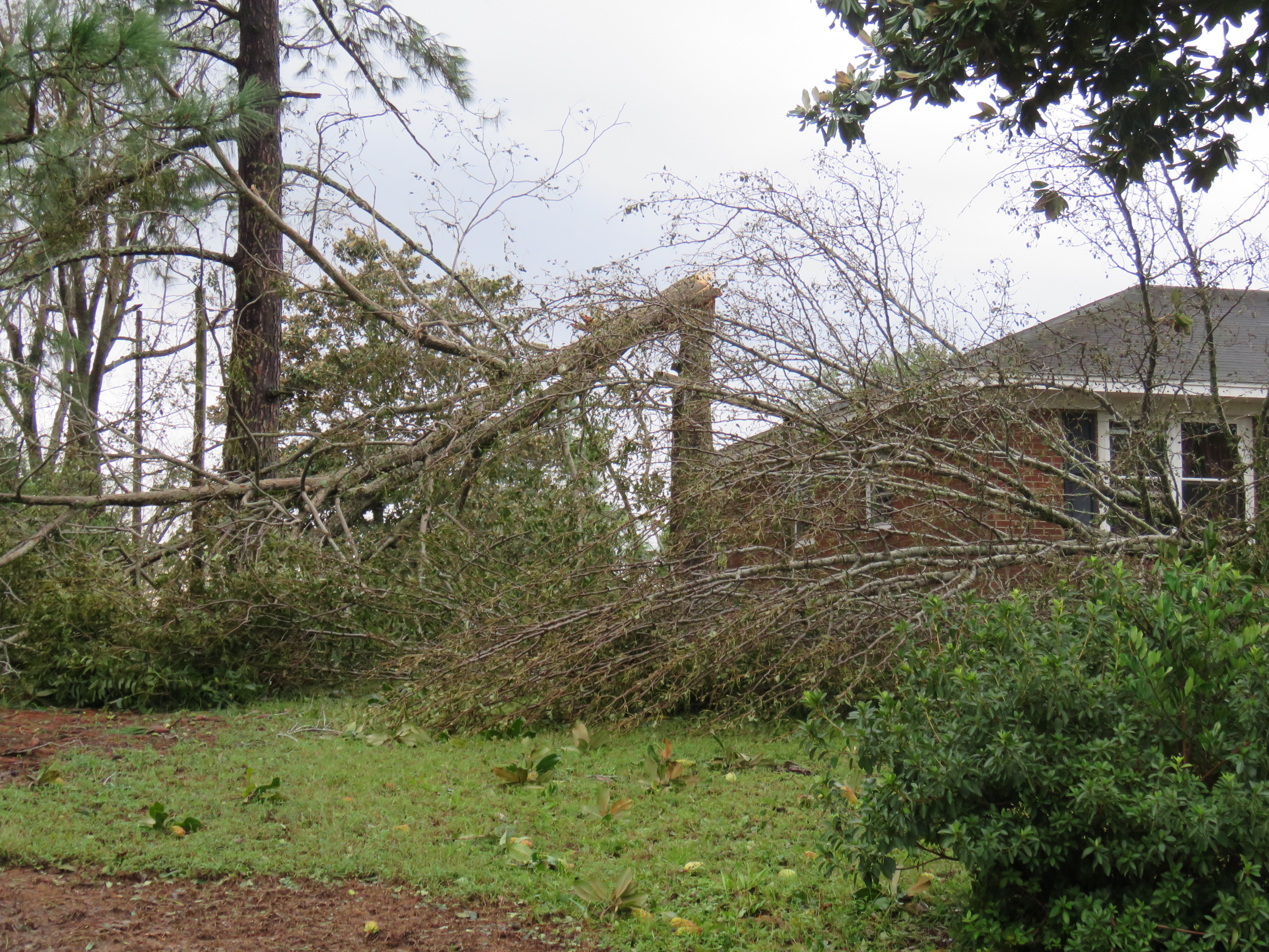 Wind damage across the Wilmington area was some of the worst in modern memory, exceeding damage from Hurricanes Diana, Fran, Floyd, or Matthew.  (Photo credit: Tim Armstrong/NWS)