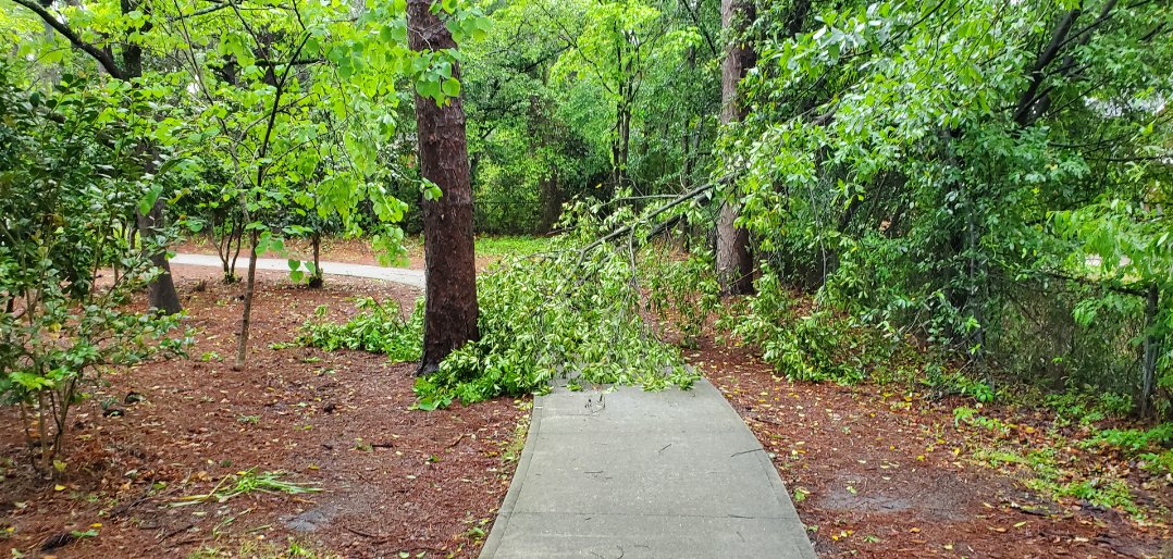 Some small tree limbs were blown down by high winds on April 23, 2020