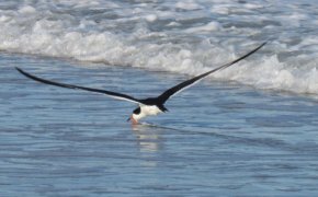 Black Skimmer