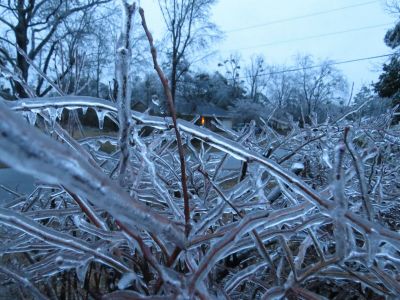Blueberry bushes coated in nearly one-half inch of freezing rain during the February 11-12, 2014 ice storm in Wilmington.  Photo from NWS meteorologist Tim Armstrong.