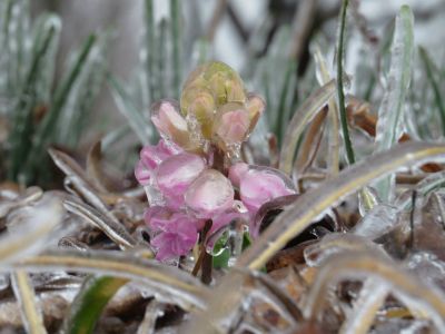 An early-blooming hyacinth is coated in a thick glaze of freezing rain during the February 11-12, 2014 ice storm in Wilmington.  Photo by NWS meteorologist Tim Armstrong