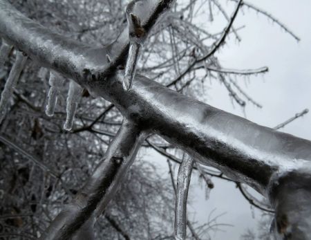 Freezing rain coats branches in the Kings Grant neighborhood of Wilmington a half inch thick.  Photo from Tim Armstrong, NWS Wilmington, during the February 11-12, 2014 ice storm.