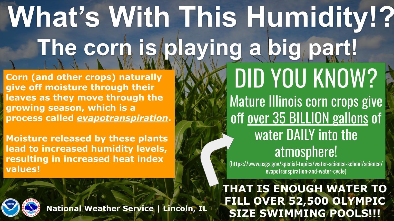 Explanation of "corn sweat"