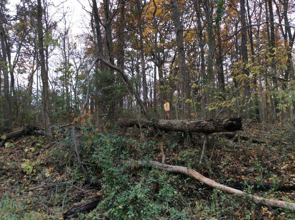 Tree broken along the path. 