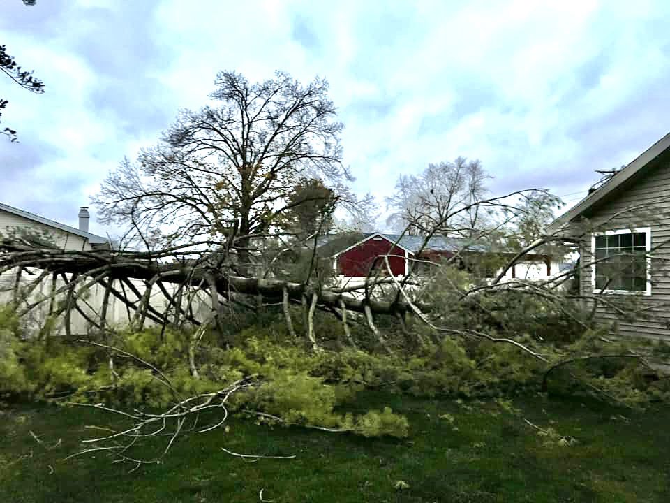 Tree down in Charleston. Image via social media.