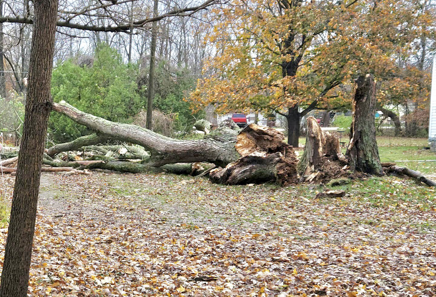 Broken tree in Tilton. Image via social media.