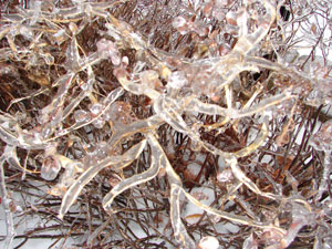 Ice on a bush after the February 2011 ice storm