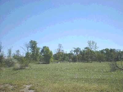 Tornado Damage - McCordsville