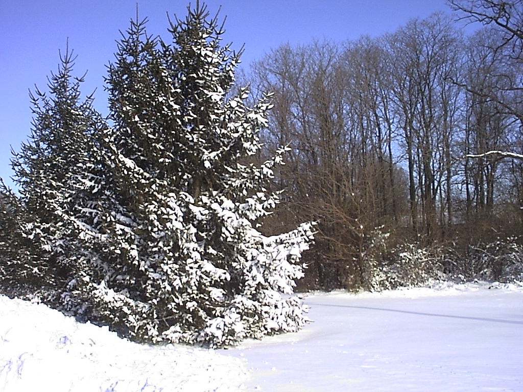 Photo of trees at NWS Indy Dec 23 2004