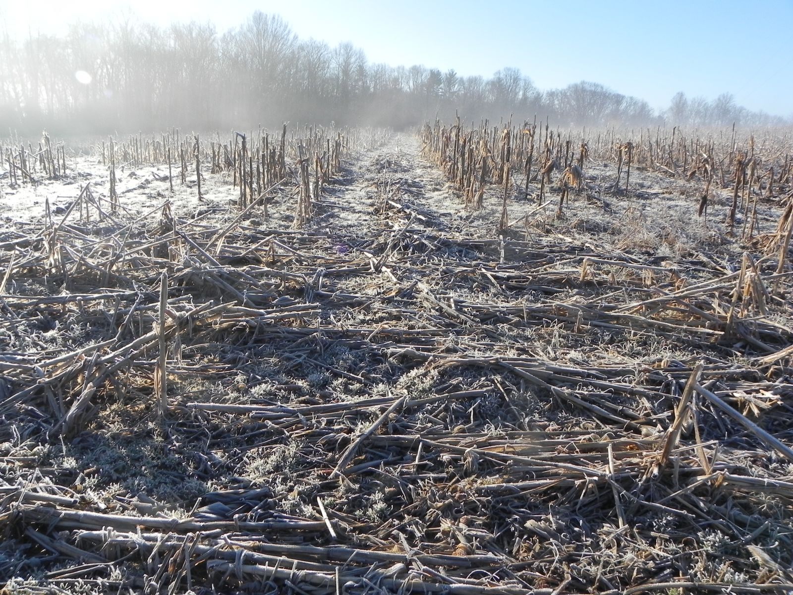 Frost on a harvest field