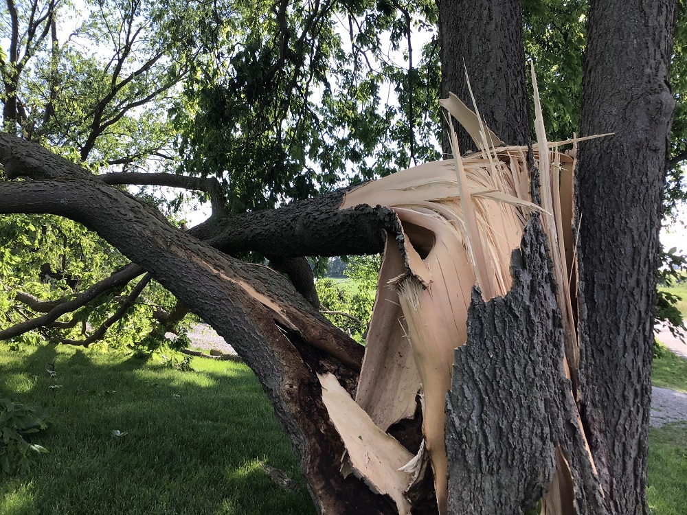 Photo of Tree Damage