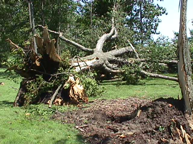 Uprooted tree near Huntington Wells county line
