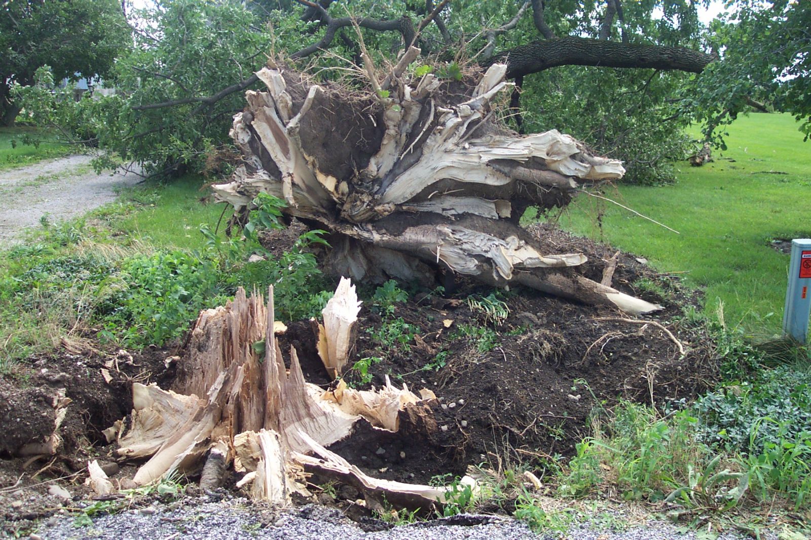 A 3 foot diameter tree uprooted.