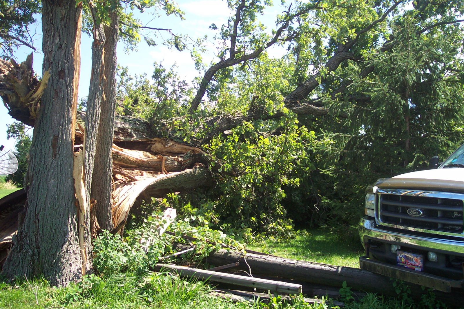 Another picture of the large tree which fell on the carport.