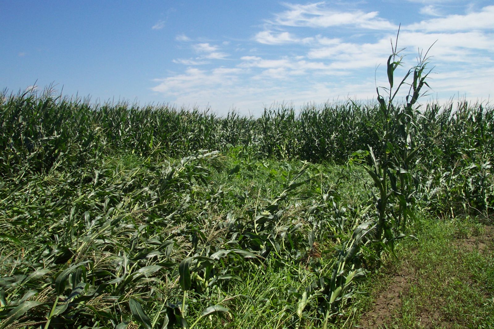 Corn knocked over in this area showed a convergent pattern, a clue that a tornado may have caused the damage to the corn. Straight line winds produce a divergent pattern in corn.