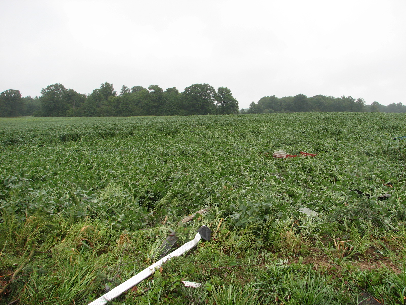 Tornado damage, soy bean crop flattened