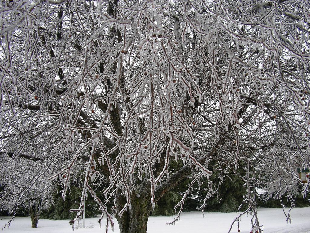 Crabapple tree covered in ice.