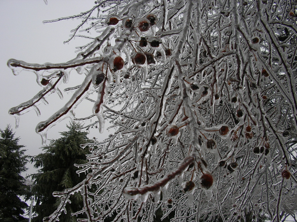crabapple tree ice closeup
