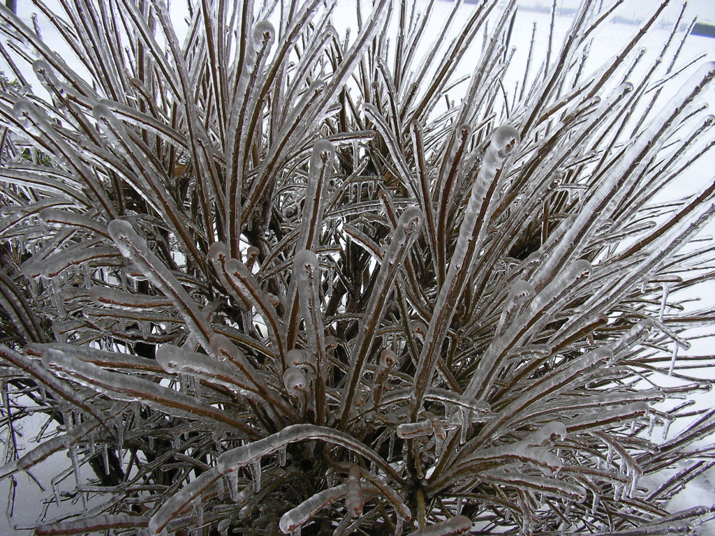 Clearly ice accumulation on the branches of a shrub, Napoleon, OH