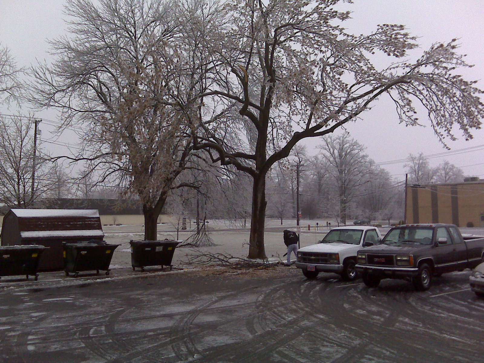 ice covered trees in Berne, IN