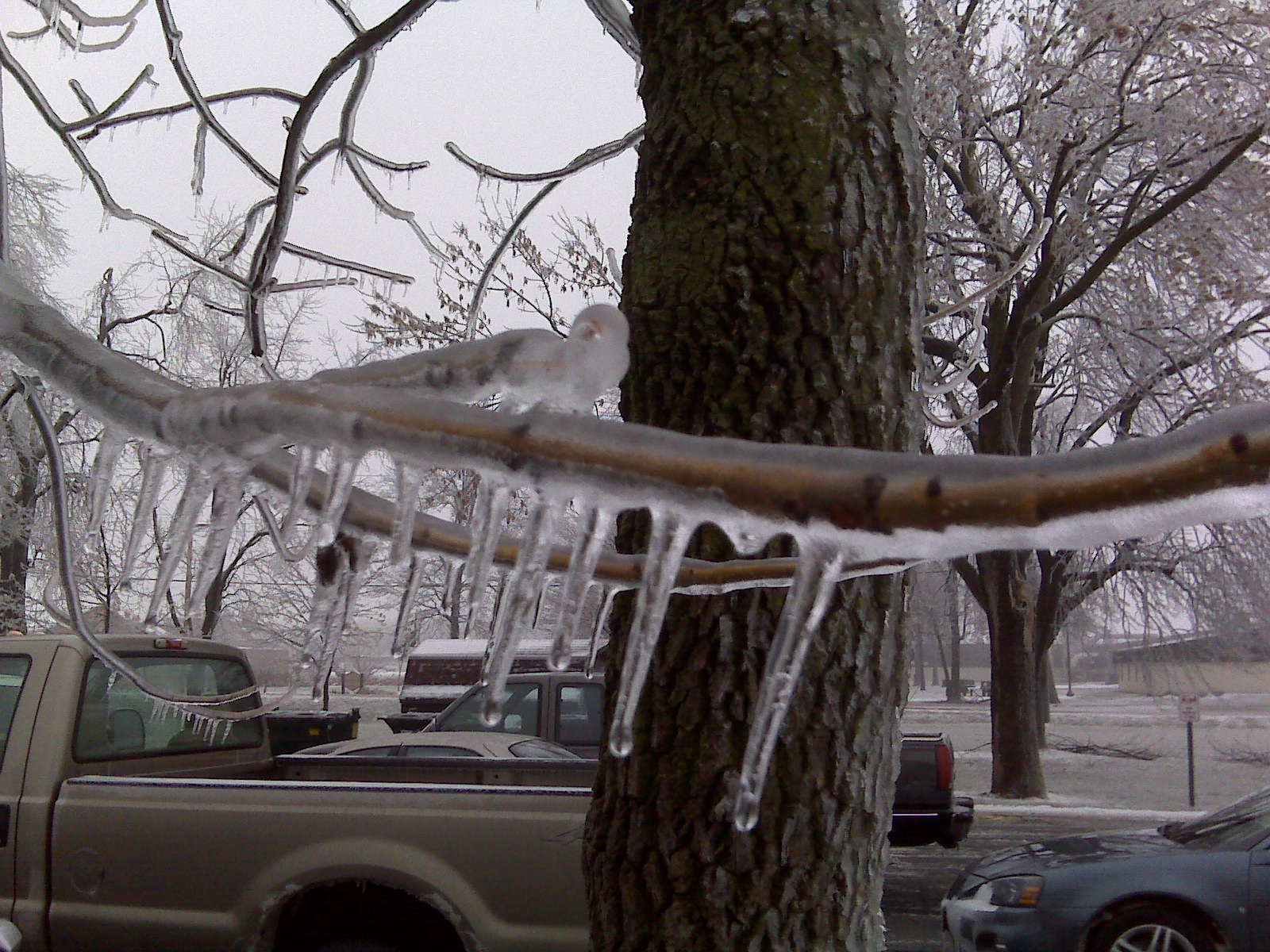 Ice accumulation, Trees, Berne, Indiana December 19 2008