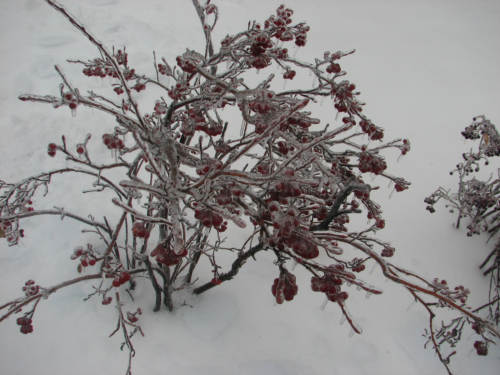 Ice accumulation, Trees, NWS, WFO IWX