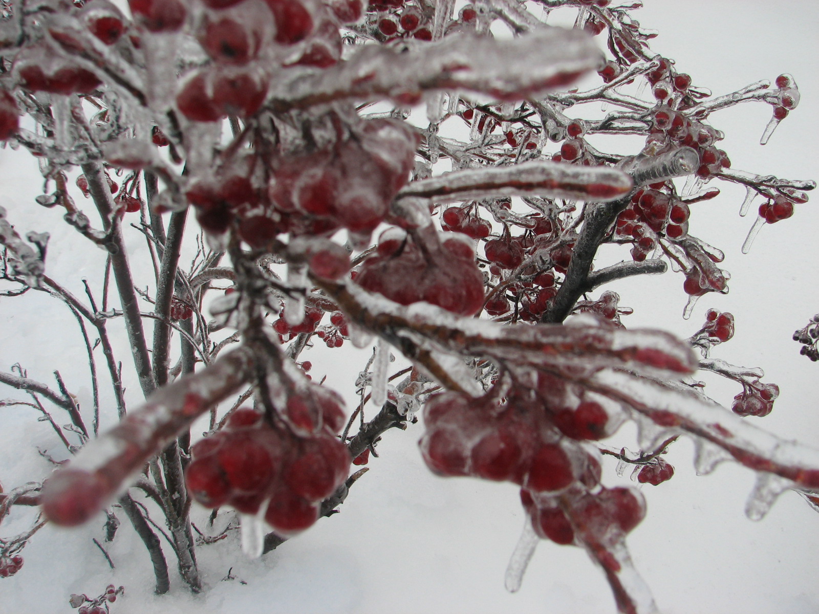 Berry bush covered in a thick layer of ice.
