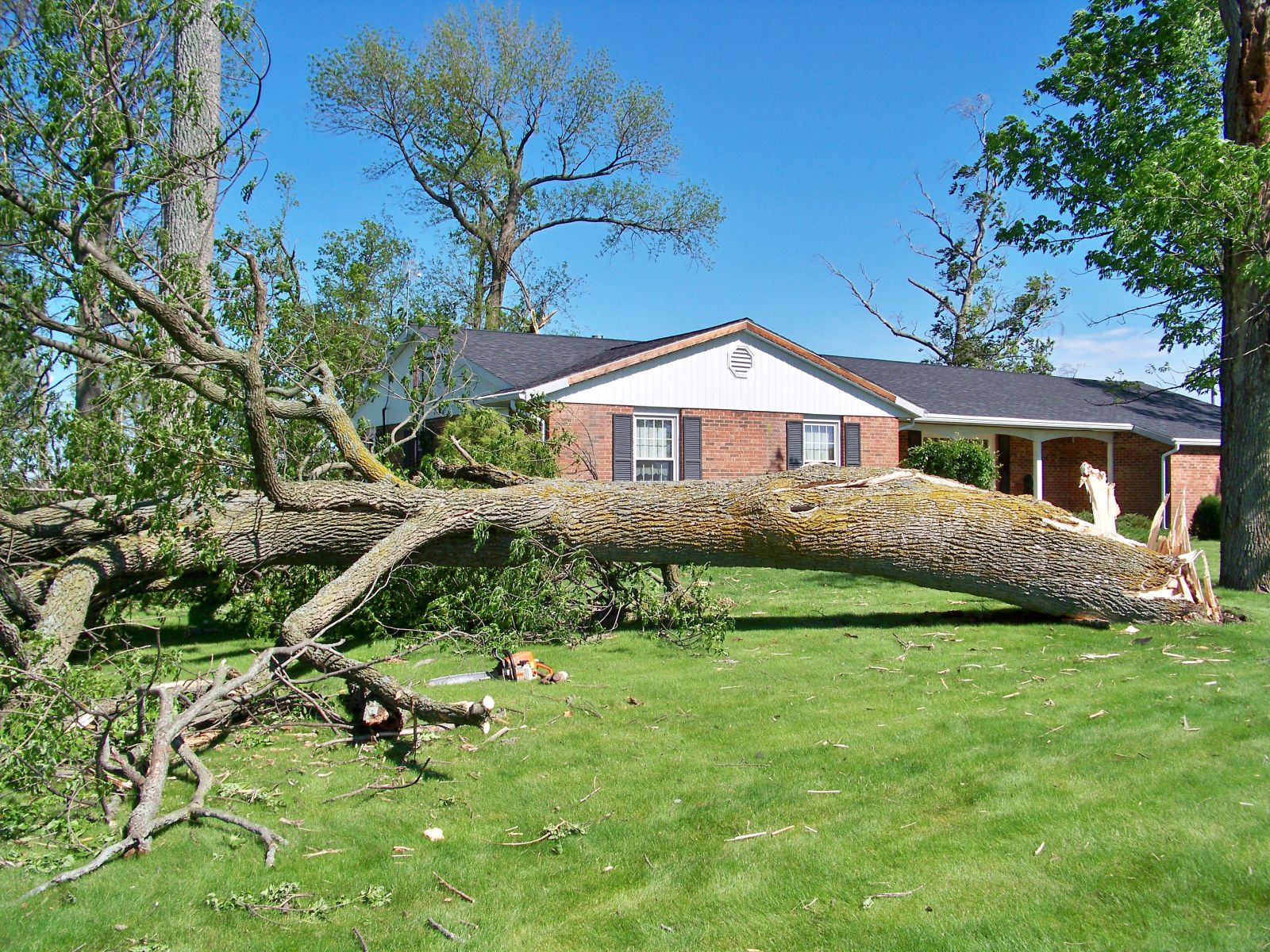 Large tree with trunk snapped near base.