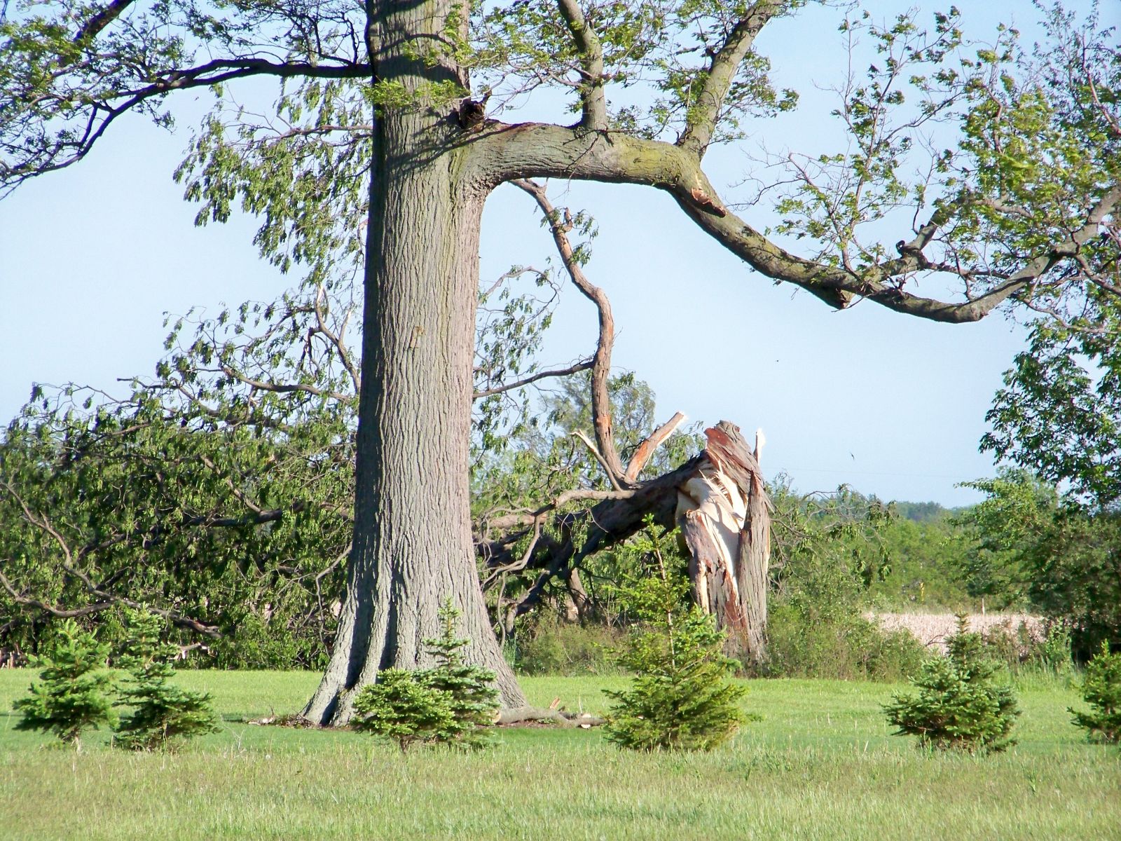 Large tree toppled just outside of Delphos.