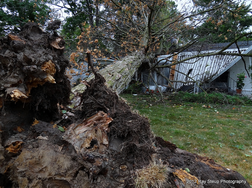 Fort Wayne tree down on home