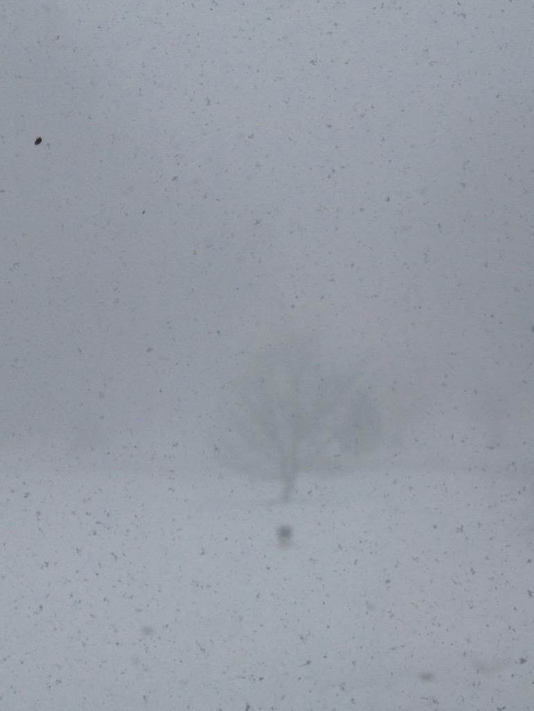 blizzard