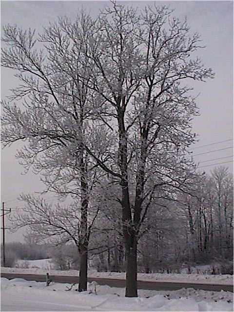 hoarfrost