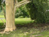 Lightning stripped this tree of its bark.  Note the path of the lightning along the roots in the ground