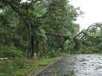 Large tree limbs blown down after a storm in July 1998.