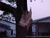 Large limb torn from a tree in Adams County, 
      August 26, 2003.  Photo courtesy Adams County Emergency Management.