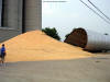 Grain bin blown down at Monroe Grain and 
      Supply in Monroe, Indiana (Adams County).  Ten thousand bushels of 
      corn were left behind in a pile.  Photo courtesy Kim Hart, <i>Berne 
      Tri-Weekly News</i>.