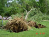Uprooted tree in Cass County, Indiana