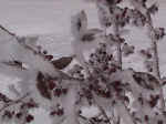 Hoarfrost on a bush outside the weather office December 26, 2000.