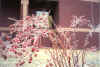 January 30, 2002 icestorm