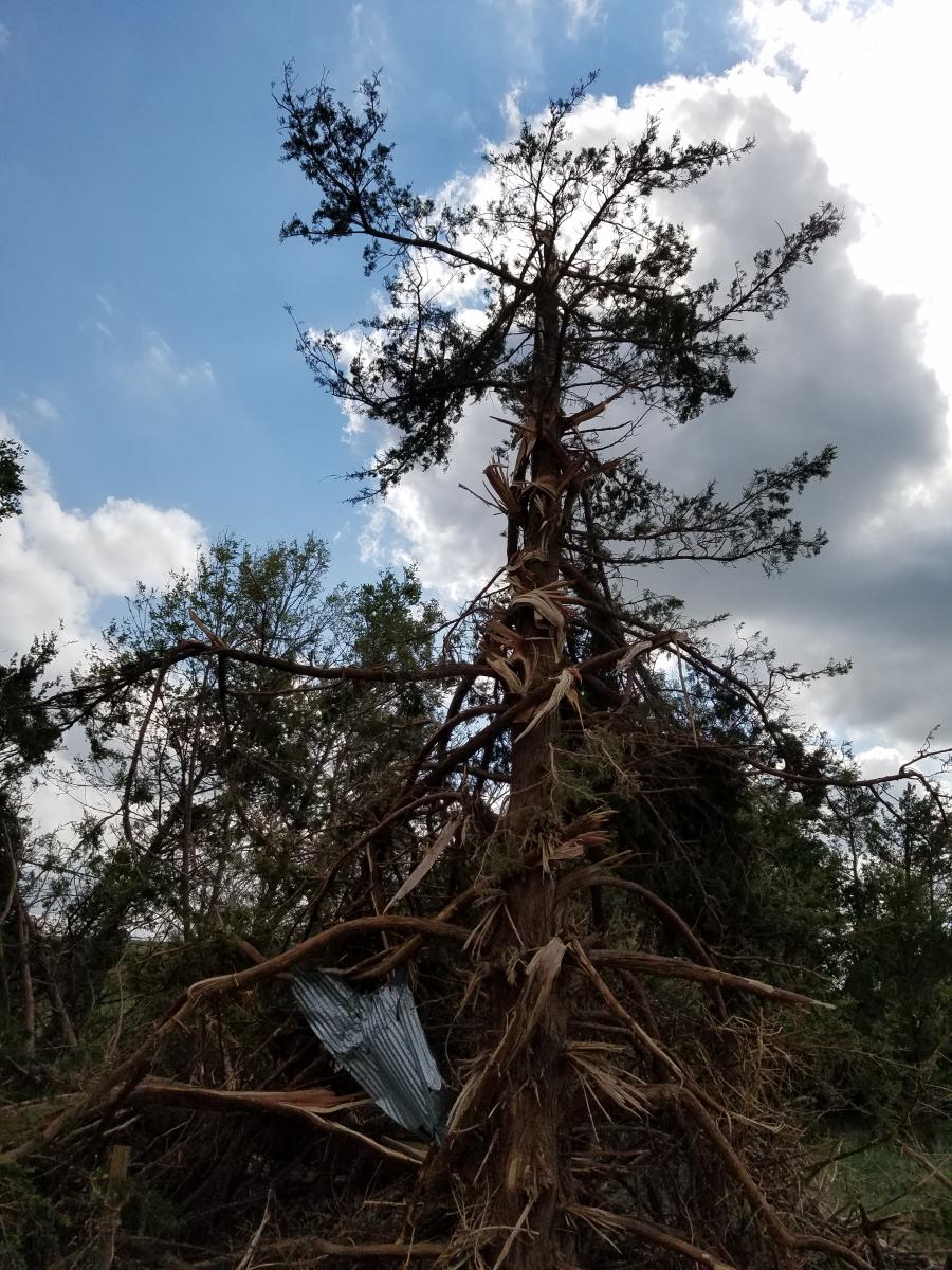 Twisted Tree